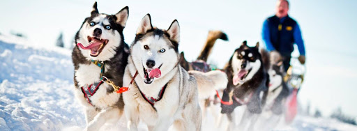 Катание на хаски в Нижнем Новгороде. Ultra Подарки. Катание на хаски в Нижнем Новгороде. Попробуйте Катание на хаски. Сервис: UltraPodarki.ru 8 800 505 95 30. Катание на хаски Нижний Новгород, Катание на хаски в Нижнем Новгороде, хаски, животные в Нижнем Новгороде, 