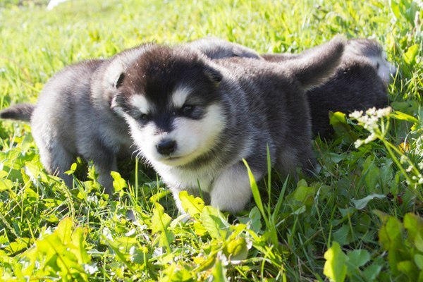 Катание на хаски в Нижнем Новгороде. Ultra Подарки. Катание на хаски в Нижнем Новгороде. Попробуйте Катание на хаски. Сервис: UltraPodarki.ru 8 800 505 95 30. Катание на хаски Нижний Новгород, Катание на хаски в Нижнем Новгороде, хаски, животные в Нижнем Новгороде, 