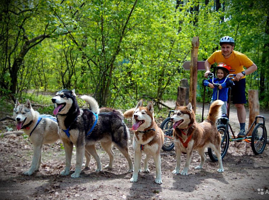 Катание на хаски в Нижнем Новгороде. Ultra Подарки. Катание на хаски в Нижнем Новгороде. Попробуйте Катание на хаски. Сервис: UltraPodarki.ru 8 800 505 95 30. Катание на хаски Нижний Новгород, Катание на хаски в Нижнем Новгороде, хаски, животные в Нижнем Новгороде, 