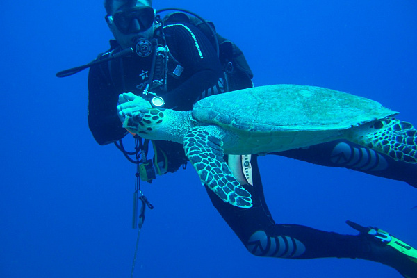 Обучение дайвингу. Дайвинг в Нижнем Новгороде. Ultra Подарки. Дайвинг. Обучение дайвингу в Нижнем Новгороде. Купить подарочный сертификат на дайвинг в Нижнем Новгороде. Школа дайвинга. UltraPodarki.ru 8 800 505 95 30. Дайвинг отзывы, Дайвинг цены, Дайвинг клуб, Обучение дайвингу, школа дайвинга. Подводный мир. Подводное погружение, дайвинг погружение Нижний Новгород, подводное плавание Нижний Новгород, дайвинг клуб Нижний Новгород, подарочные сертификаты, глубокое погружение, погружение с аквалангом Нижний Новгород, дайвинг центр Нижний Новгород, купить дайвинг Нижний Новгород
