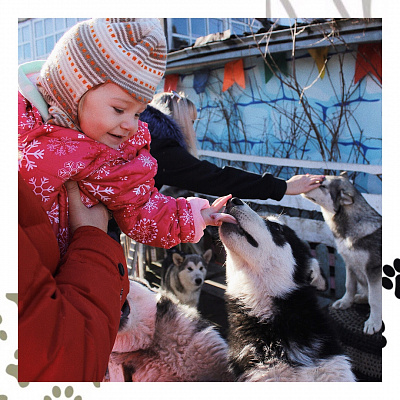 Катание на хаски в Нижнем Новгороде. Ultra Подарки. Катание на хаски в Нижнем Новгороде. Попробуйте Катание на хаски. Сервис: UltraPodarki.ru 8 800 505 95 30. Катание на хаски Нижний Новгород, Катание на хаски в Нижнем Новгороде, хаски, животные в Нижнем Новгороде, 