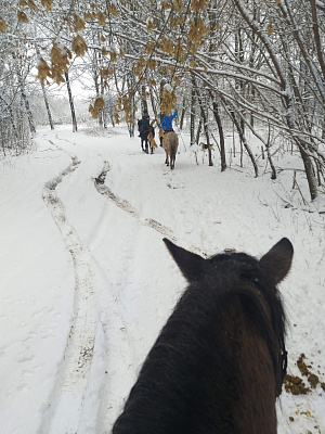 Конная прогулка для двоих в Нижнем Новгороде. Подарочные сертификаты Ultra Подарки. Купить оригинальный подарок или подарочный сертификат на Конная прогулка для двоих в Нижнем Новгороде. Сервис UltraPodarki.ru 8-800-505-9530. Катание на лошадях, Прогулка на лошади, Прогулка на лошадях для двоих, Конная прогулка для двоих, конный клуб, Казачий Конный клуб , конная прогулка, конная прогулка в Нижнем Новгороде