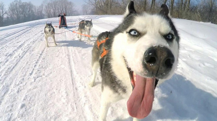 Катание на хаски в Нижнем Новгороде. Ultra Подарки. Катание на хаски в Нижнем Новгороде. Попробуйте Катание на хаски. Сервис: UltraPodarki.ru 8 800 505 95 30. Катание на хаски Нижний Новгород, Катание на хаски в Нижнем Новгороде, хаски, животные в Нижнем Новгороде, 