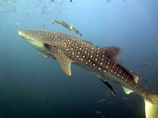 Обучение дайвингу. Дайвинг в Нижнем Новгороде. Ultra Подарки. Дайвинг. Обучение дайвингу в Нижнем Новгороде. Купить подарочный сертификат на дайвинг в Нижнем Новгороде. Школа дайвинга. UltraPodarki.ru 8 800 505 95 30. Дайвинг отзывы, Дайвинг цены, Дайвинг клуб, Обучение дайвингу, школа дайвинга. Подводный мир. Подводное погружение, дайвинг погружение Нижний Новгород, подводное плавание Нижний Новгород, дайвинг клуб Нижний Новгород, подарочные сертификаты, глубокое погружение, погружение с аквалангом Нижний Новгород, дайвинг центр Нижний Новгород, купить дайвинг Нижний Новгород