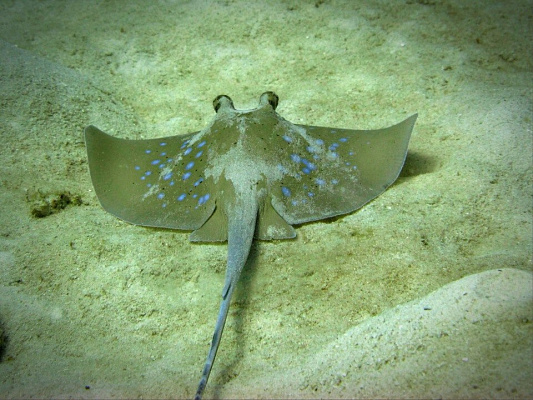 Обучение дайвингу. Дайвинг в Нижнем Новгороде. Ultra Подарки. Дайвинг. Обучение дайвингу в Нижнем Новгороде. Купить подарочный сертификат на дайвинг в Нижнем Новгороде. Школа дайвинга. UltraPodarki.ru 8 800 505 95 30. Дайвинг отзывы, Дайвинг цены, Дайвинг клуб, Обучение дайвингу, школа дайвинга. Подводный мир. Подводное погружение, дайвинг погружение Нижний Новгород, подводное плавание Нижний Новгород, дайвинг клуб Нижний Новгород, подарочные сертификаты, глубокое погружение, погружение с аквалангом Нижний Новгород, дайвинг центр Нижний Новгород, купить дайвинг Нижний Новгород