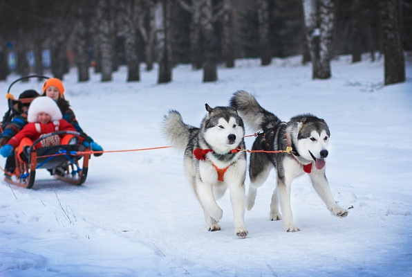 Катание на хаски в Нижнем Новгороде. Ultra Подарки. Катание на хаски в Нижнем Новгороде. Попробуйте Катание на хаски. Сервис: UltraPodarki.ru 8 800 505 95 30. Катание на хаски Нижний Новгород, Катание на хаски в Нижнем Новгороде, хаски, животные в Нижнем Новгороде, 