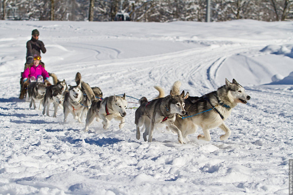 Катание на хаски в Нижнем Новгороде. Ultra Подарки. Катание на хаски в Нижнем Новгороде. Попробуйте Катание на хаски. Сервис: UltraPodarki.ru 8 800 505 95 30. Катание на хаски Нижний Новгород, Катание на хаски в Нижнем Новгороде, хаски, животные в Нижнем Новгороде, 