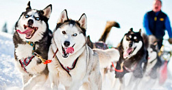 Катание на хаски Катание на хаски